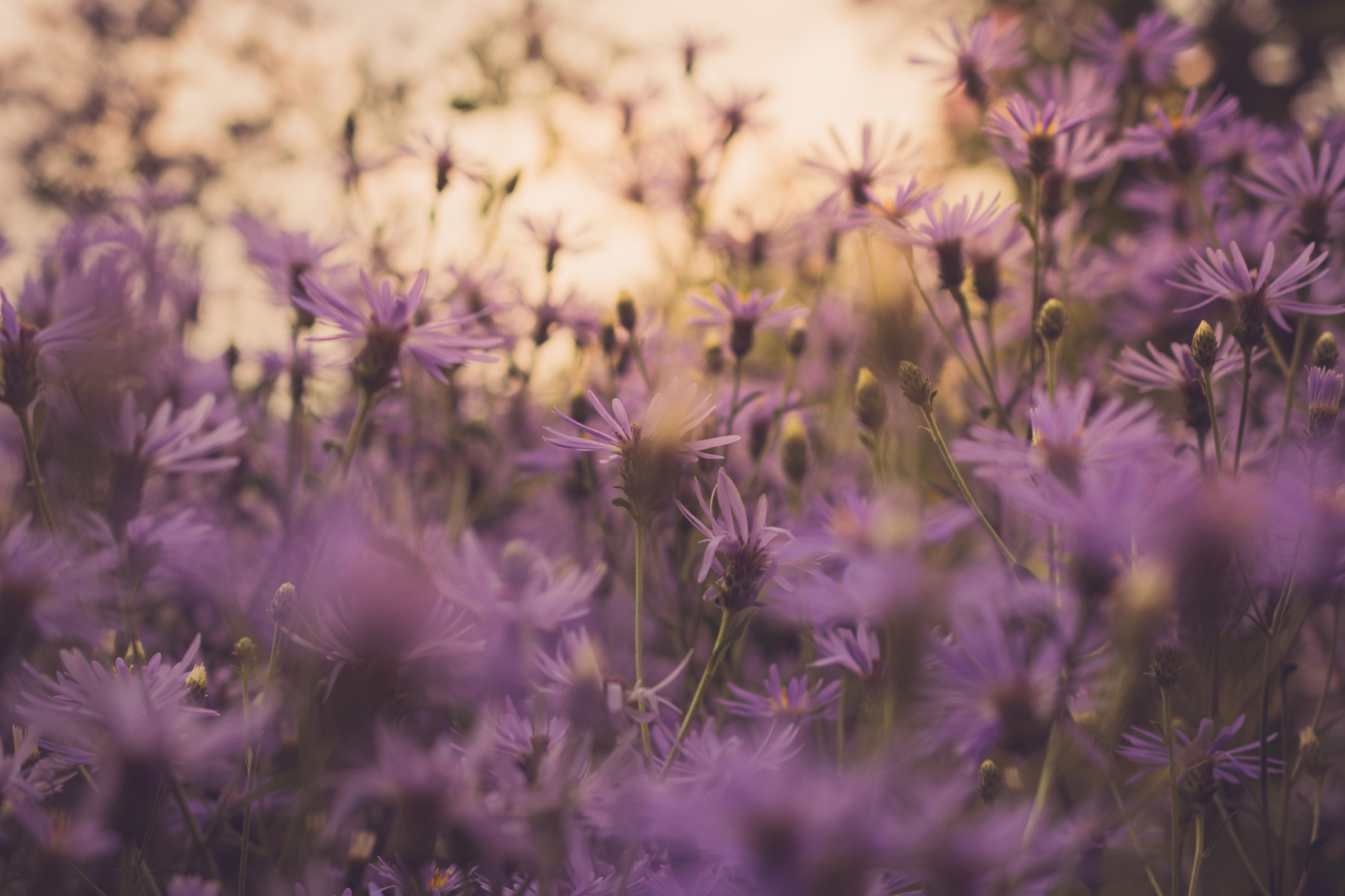 Close up of Purple Flowers